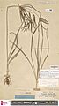 Naturalis Biodiversity Center - L.1378255 - Cyperus rotundus L. subsp. rotundus - Cyperaceae - Plant type specimen