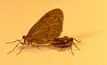 Operophtera brumata L. copulation