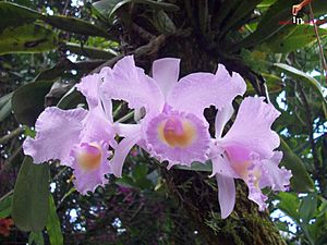 Archivo:Orquídeas en el patio de alguna casa supateña