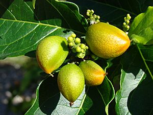Archivo:PeanutButterFruit2 ECHO Asit