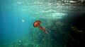 Pelagia noctiluca32