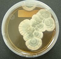 Archivo:Penicillium notatum