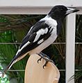 Pied Butcherbird Male