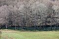Río Asneiro- Codesedo- Doade- Lalín-4