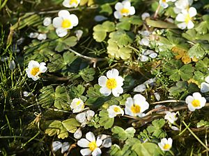 Archivo:Ranunculus aquatilis (flowers)