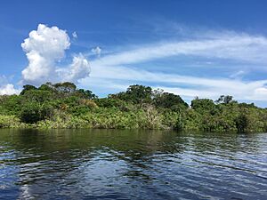Archivo:Rio negro em manaus 3