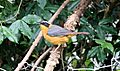 Ruppell's Robin-Chat (Cossypha semirufa) (45855319714)