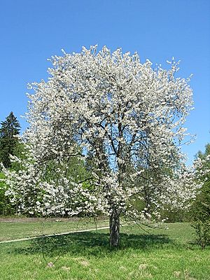 Archivo:Süßkirsche Prunus avium