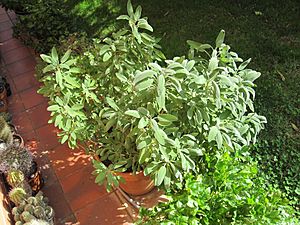 Archivo:Salvia officinalis in vaso