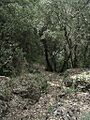 Sant-Llorenc-vegetacio-caracteristica
