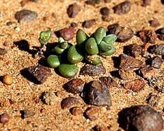 Archivo:Short-Leaved Dudleya