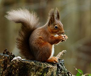 Archivo:Squirrel posing