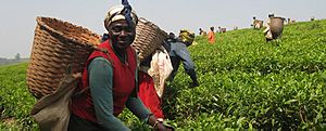 Archivo:Tanzanian tea farmers