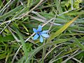 Tecophilaea violiflora Colla
