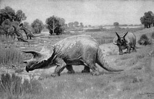 Archivo:Triceratops - 1904