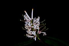 Triunia youngiana 338680911.jpg