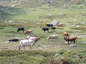 Archivo:Vacas en Peñalara