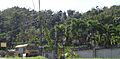 Vegetation near Florida (Puerto Rico)