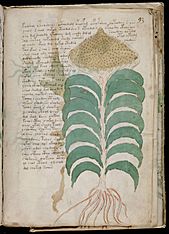 Voynich Manuscript (167)