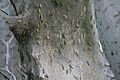 Web covered tree 3