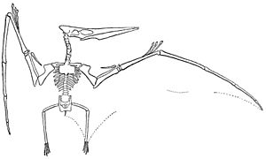 Archivo:Williston Pteranodon