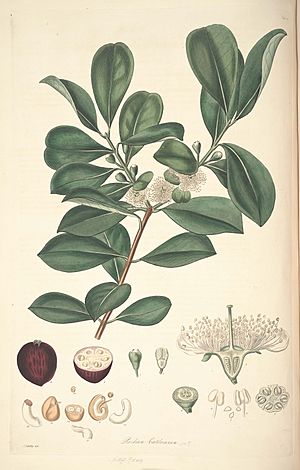 Archivo:16 Psidium cattleianum - John Lindley - Collectanea botanica (1821)