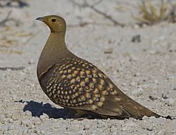 2012-namaqua-sandgrouse-male.jpg