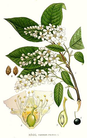 Archivo:312 Prunus padus