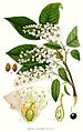 312 Prunus padus