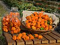 ARS-habanero