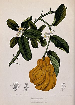 Archivo:A species of citrus fruit (Citrus sarcodactylis Hort. Bog.); Wellcome V0042687