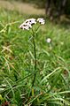 Achillea millefolium ENBLA06