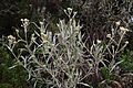 Achyrocline bogotensis