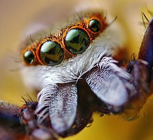 Archivo:Adult Male Hentzia palmarum Jumping Spider
