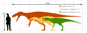 Archivo:Afrovenatorinae Size Comparison by PaleoGeek