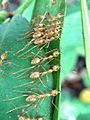 AntsStitchingLeave