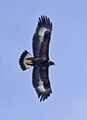 Aquila chrysaetos USFWS