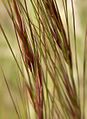 Aristida purpurea close