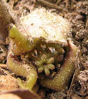 Archivo:Asarum canadense - wild ginger - desc-view into flower