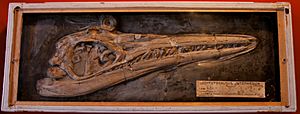 Archivo:BLW Ichthyosaurus intermedius head