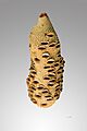 Banksia grandis MHNT