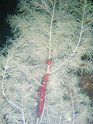 Archivo:Black coral and seastar