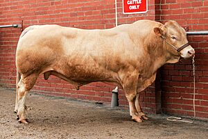 Archivo:Charolais