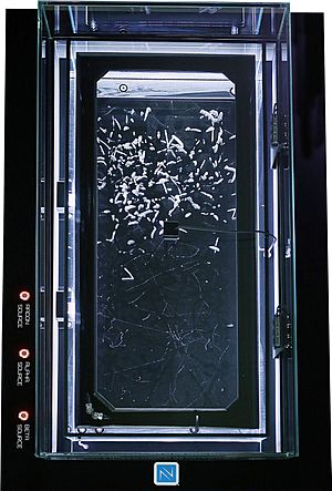 Archivo:Cloud chambers played an important role of particle detectors