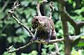 Coatí de nariz blanca (Nasua narica)