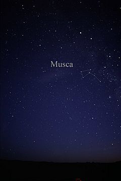 Archivo:Constellation Musca