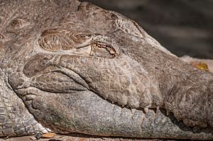 Archivo:Crocodylus intermedius