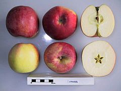 Cross section of Jonadel, National Fruit Collection (acc. 1963-112).jpg
