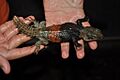 Ctenosaura defensor (6138652398)