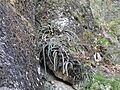 Disocactus speciosus speciosus 3